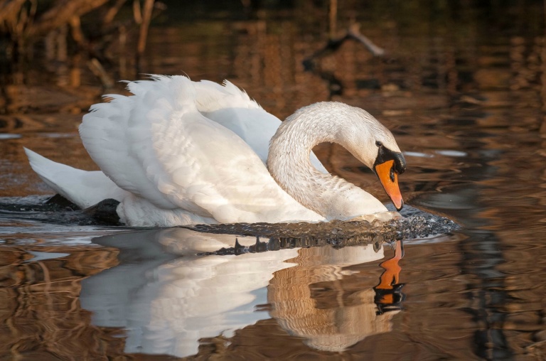 Cruising Swan